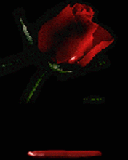 Crying rose.gif 160 160 256 60000 0 1 0